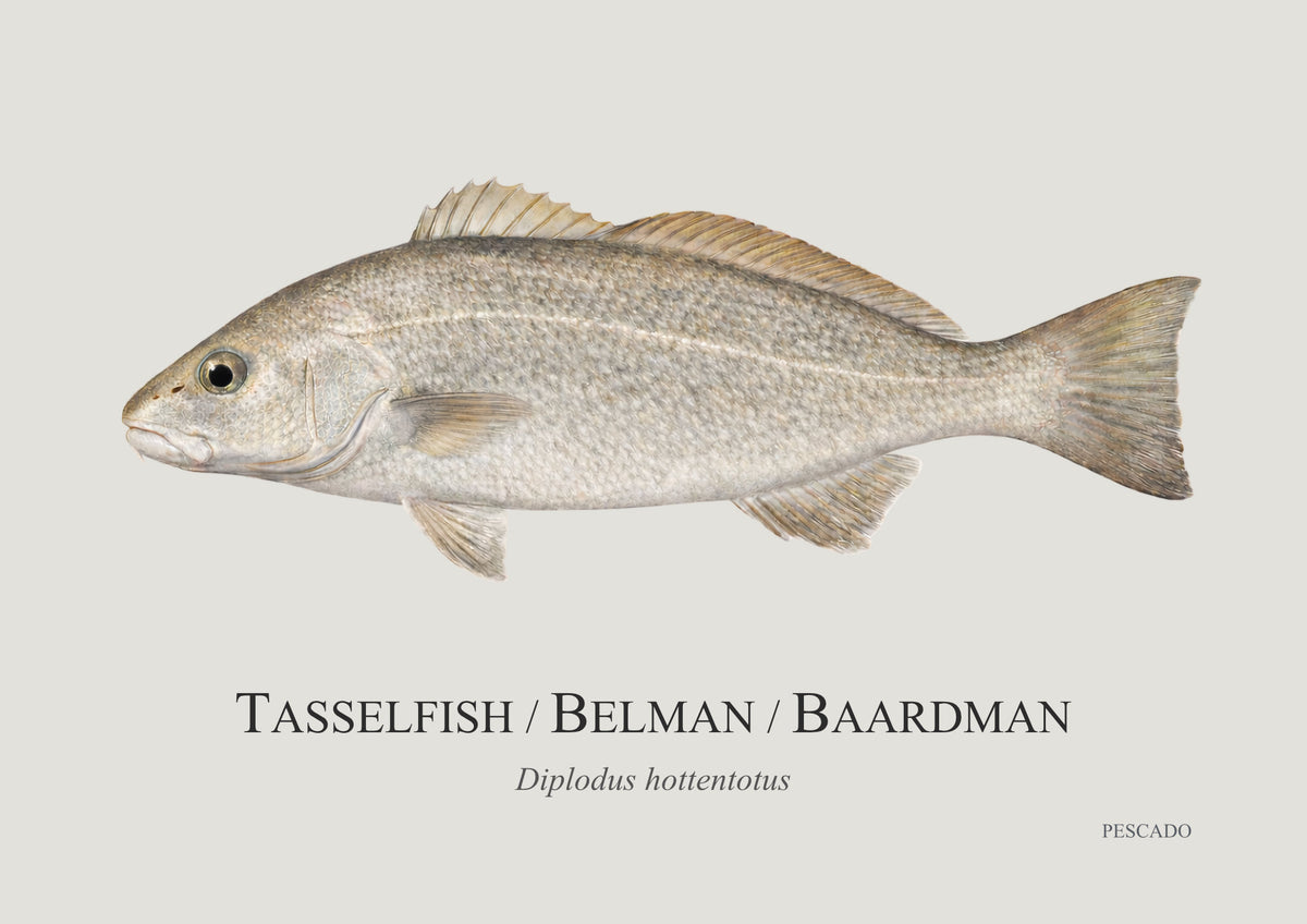 Belman