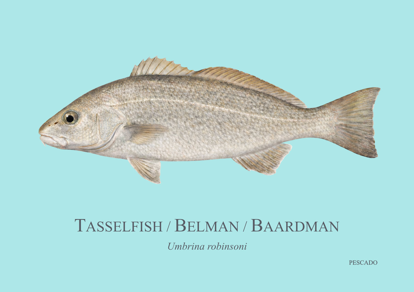Belman
