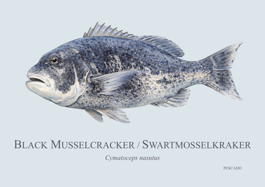 Black Musselcracker