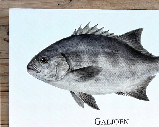 Galjoen - A2 Canvas Print