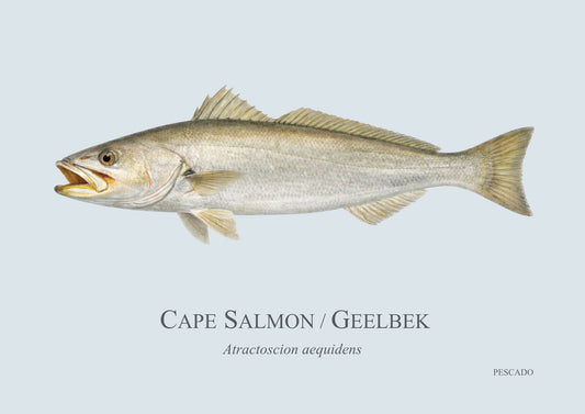 Cape Salmon
