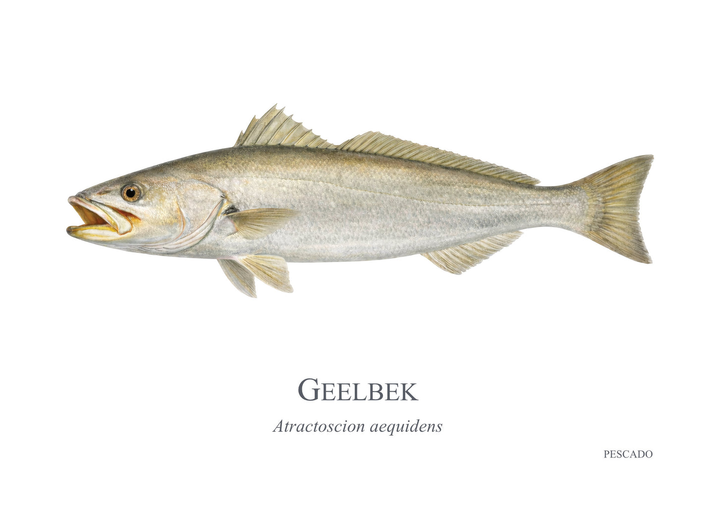 Cape Salmon