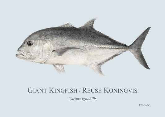 Giant Kingfish