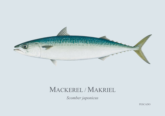 Mackerel / Makriel