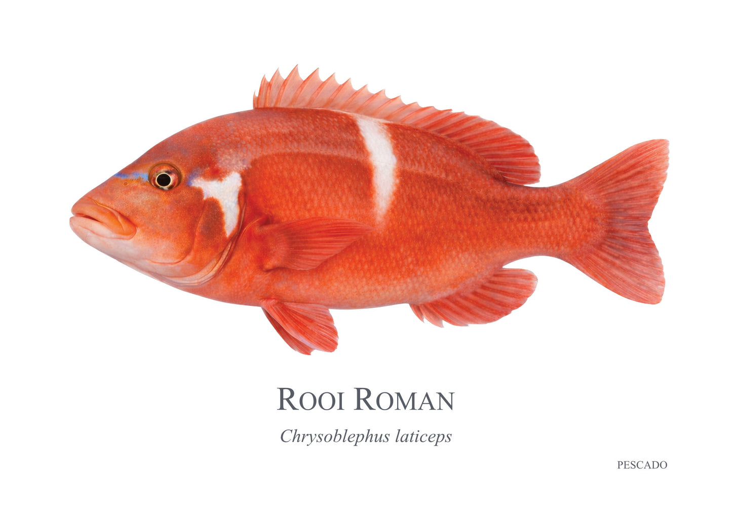 Red Roman