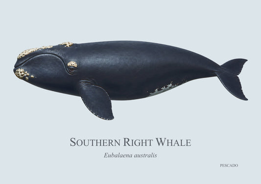 Southern Right Whale