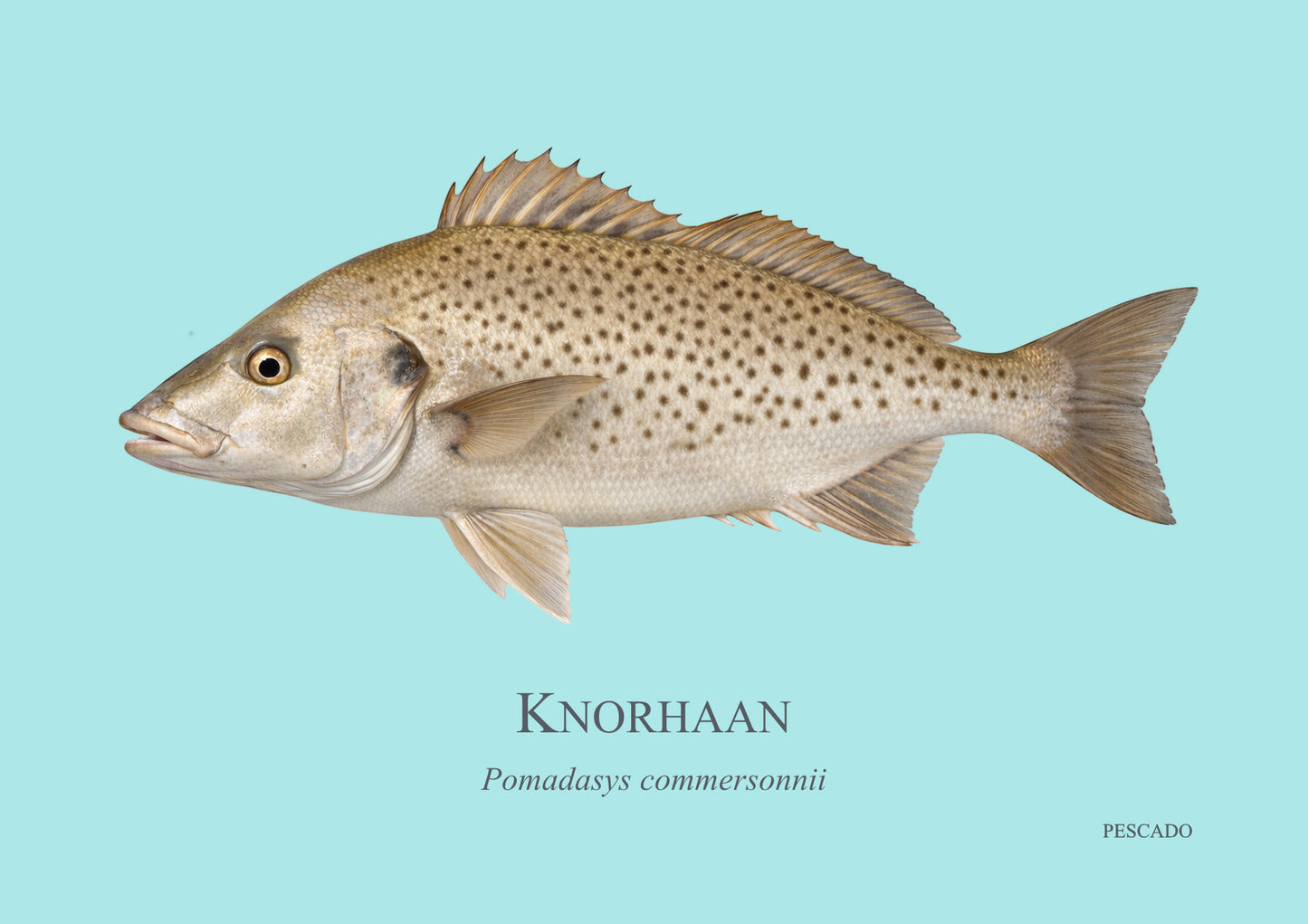 Spotted Grunter
