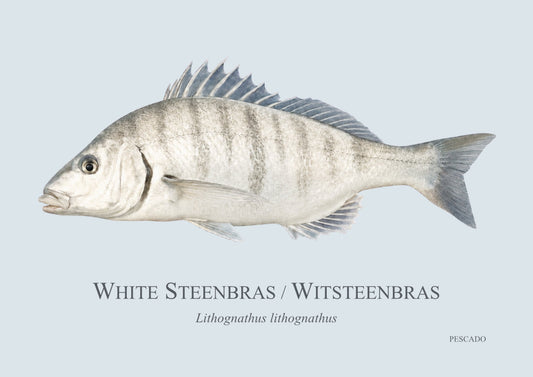 White Steenbras