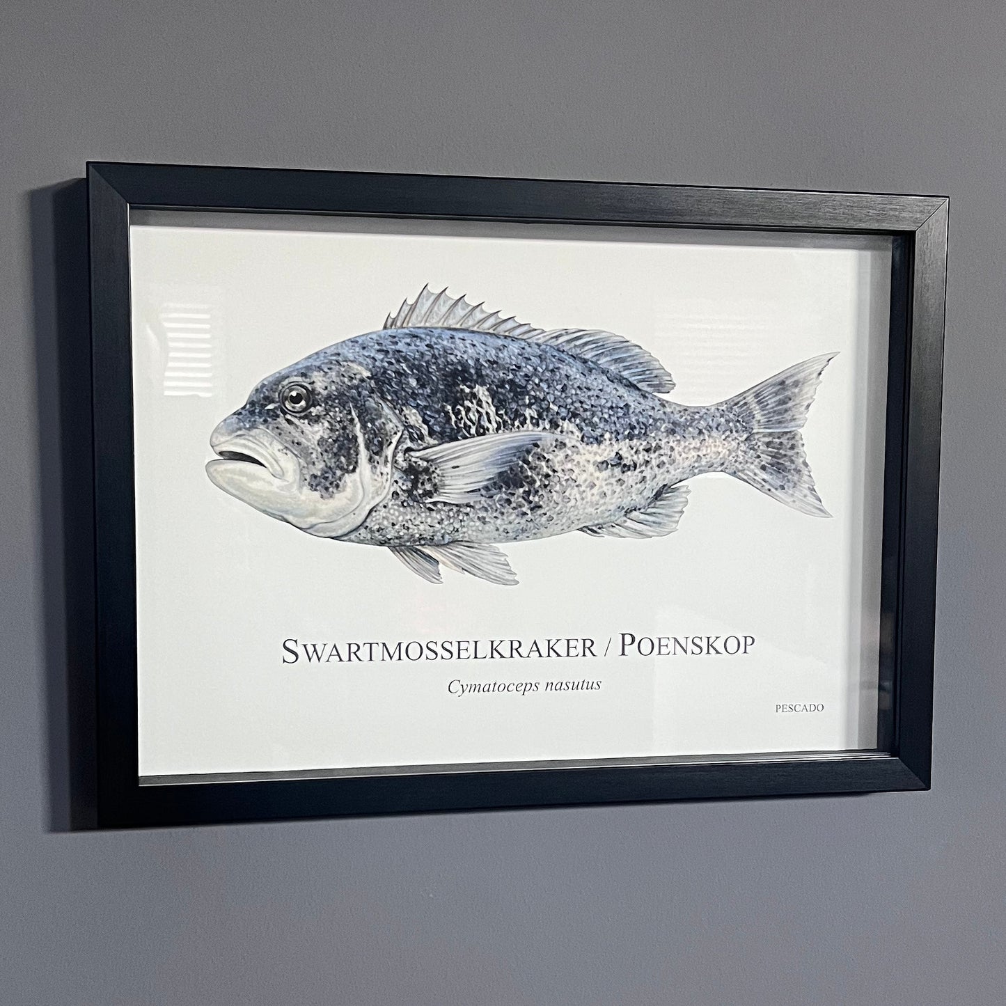 Black Musselcracker / Poenskop - A3 Framed Print