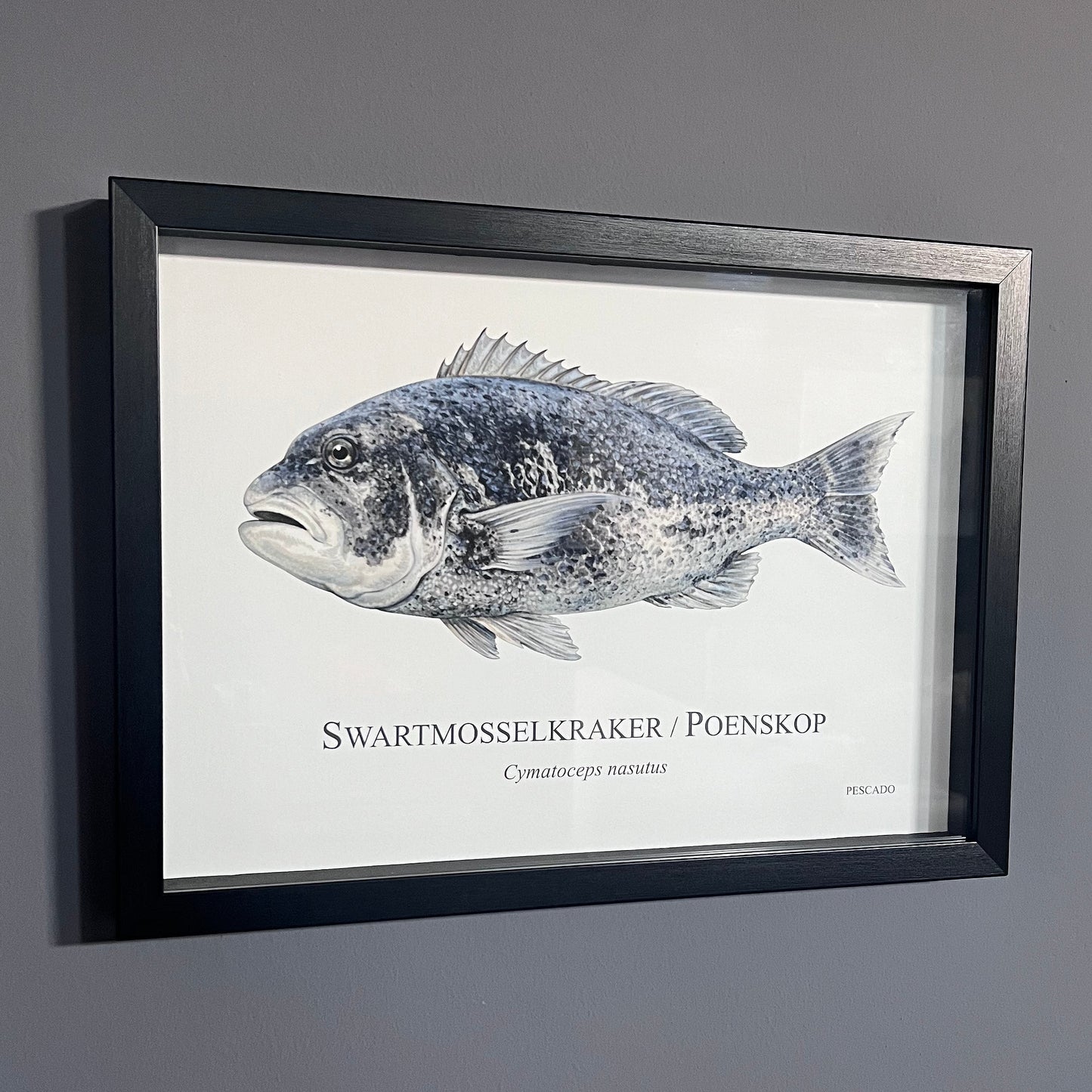 Black Musselcracker / Poenskop - A3 Framed Print