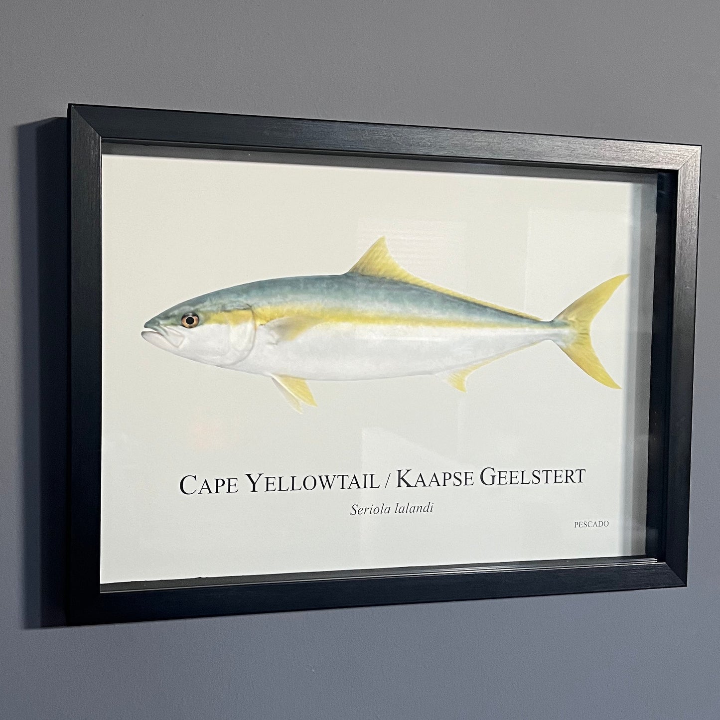 Cape Yellowtail / Kaapse Geelstert - A3 Framed Print