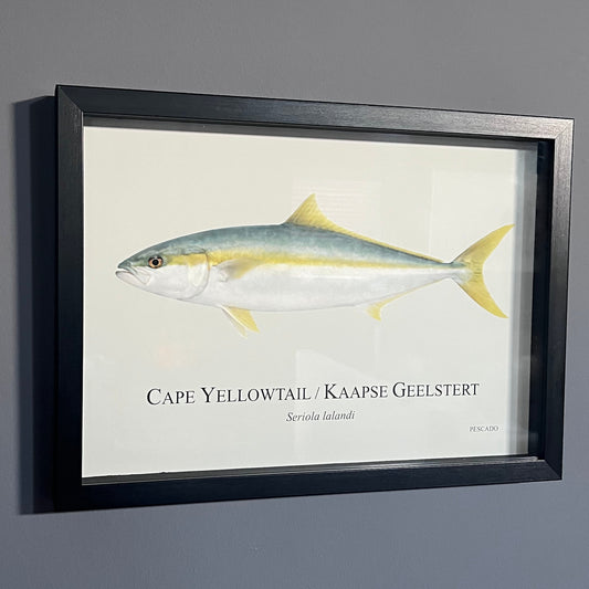 Cape Yellowtail / Kaapse Geelstert - A3 Framed Print