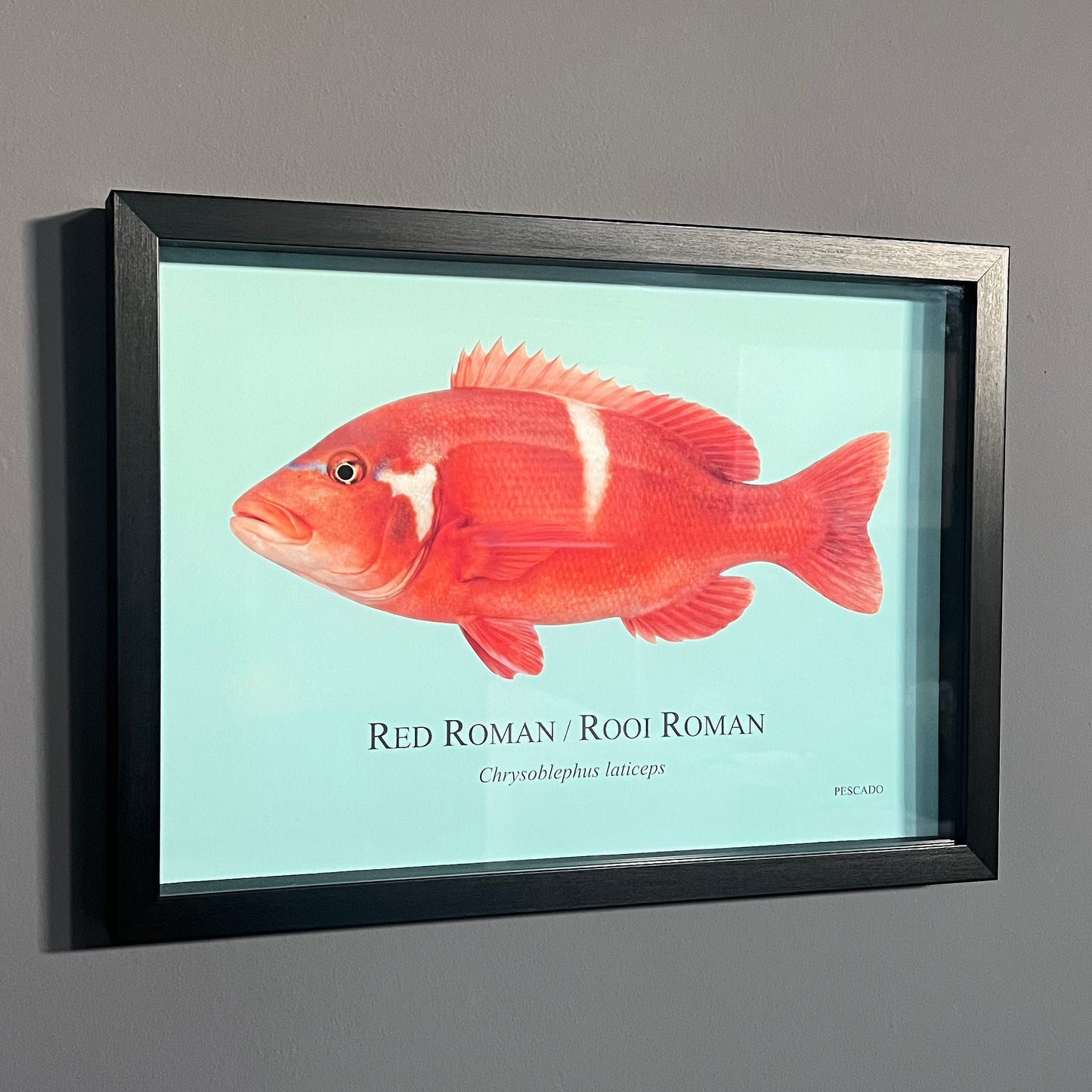 Red Roman / Rooi Roman - A3 Framed Print