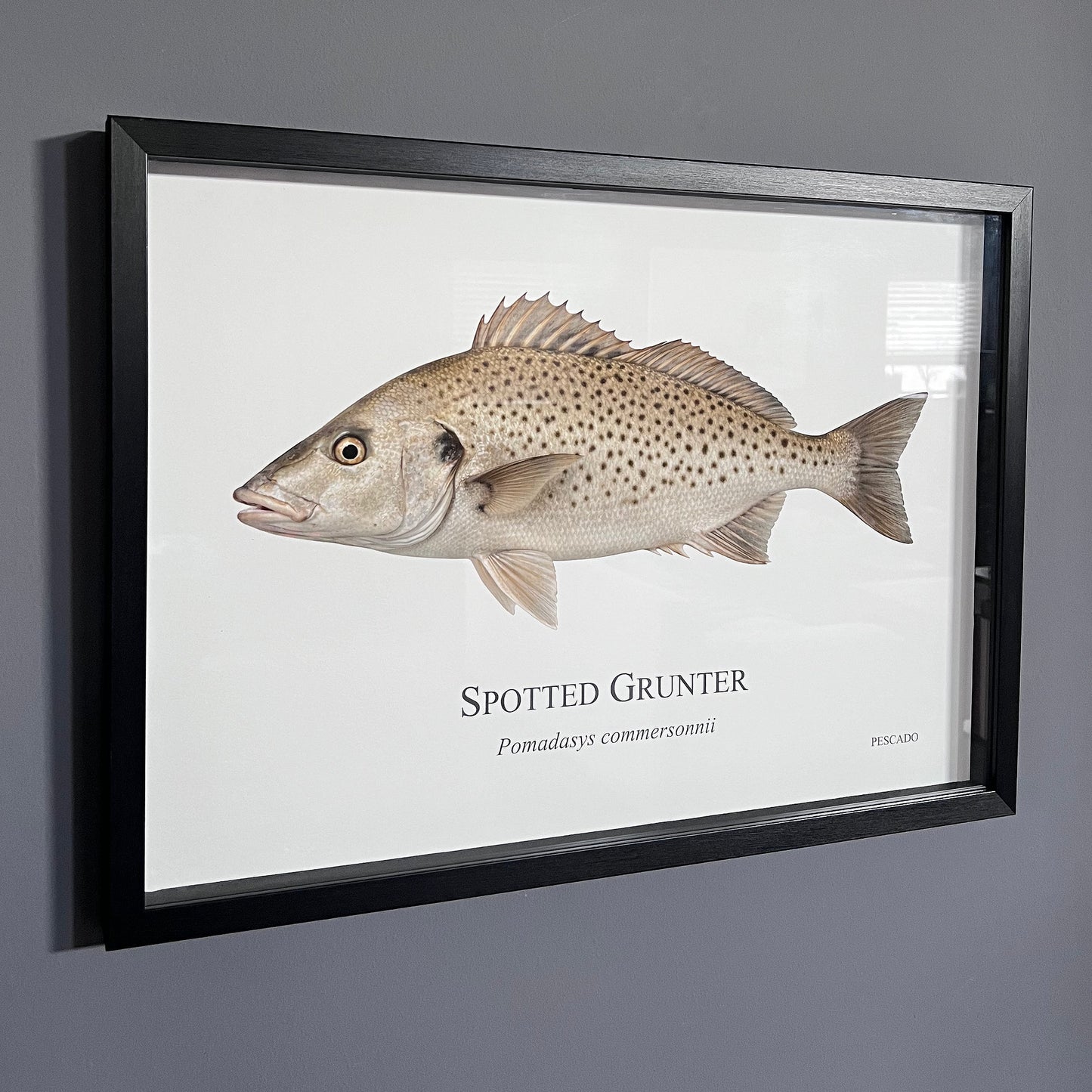 Spotted Grunter - A2 Framed Print