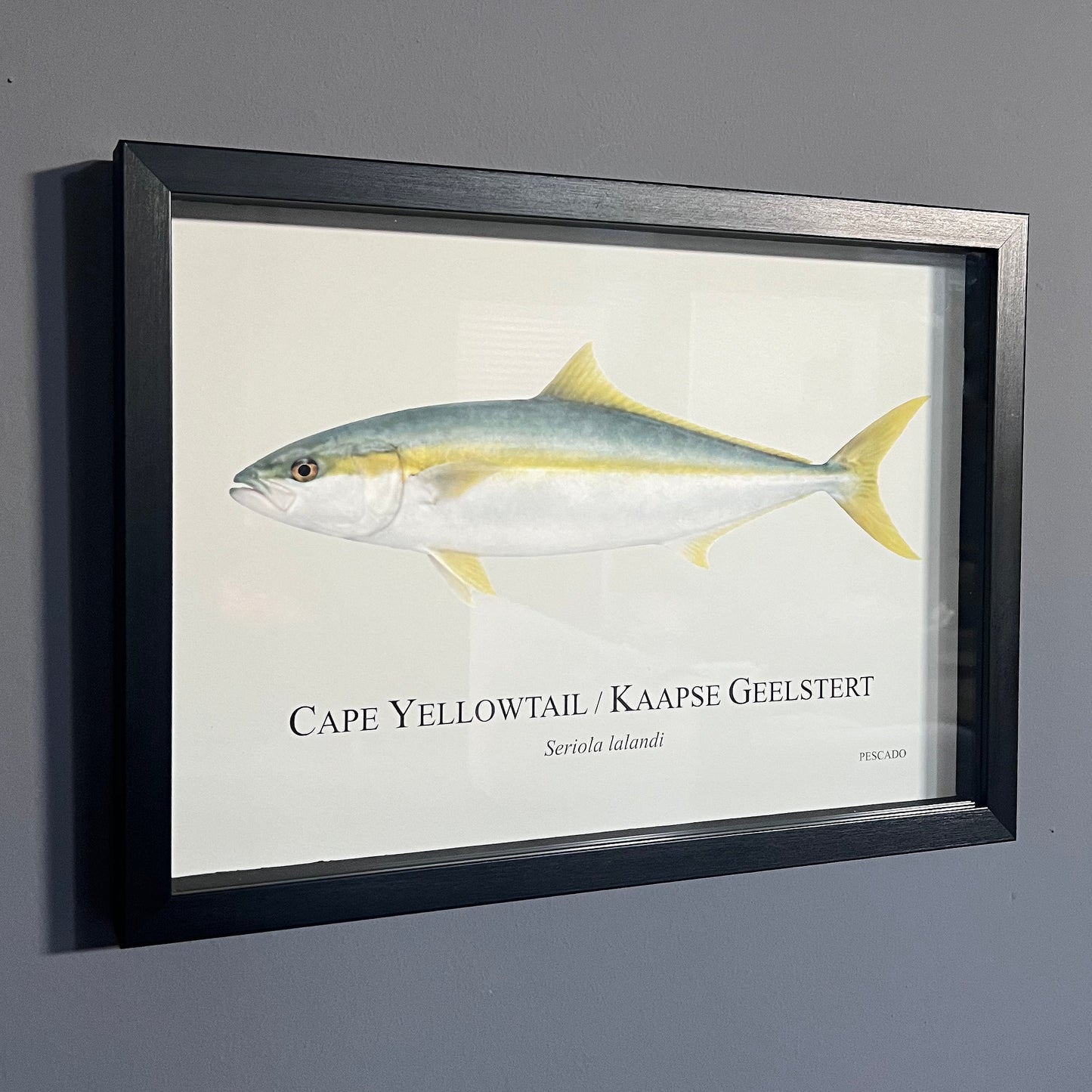 Cape Yellowtail / Kaapse Geelstert - A3 Framed Print