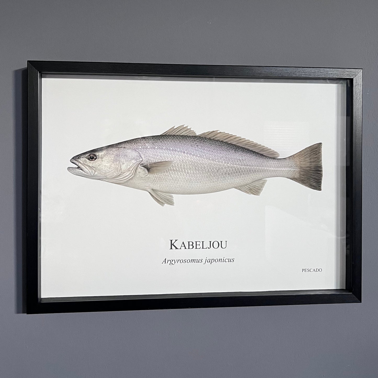 Kabeljou - A2 Framed Print