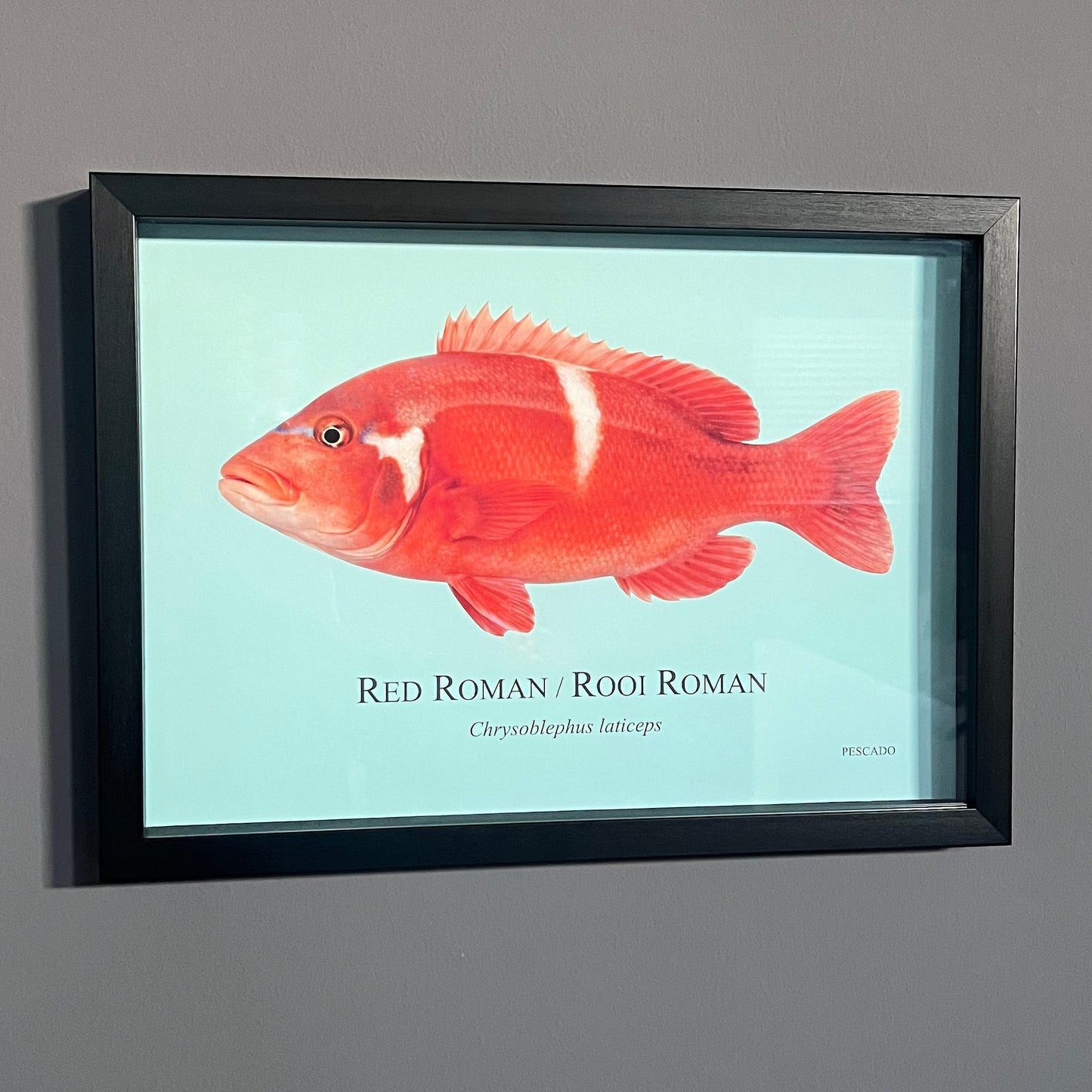 Red Roman / Rooi Roman - A3 Framed Print