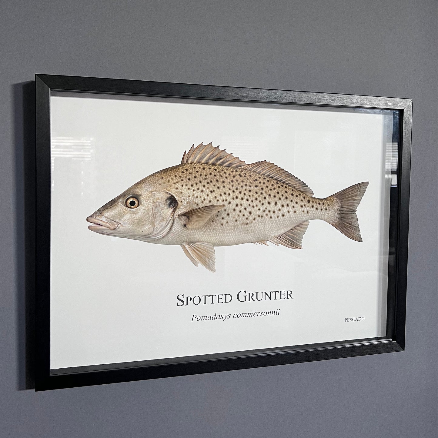 Spotted Grunter - A2 Framed Print