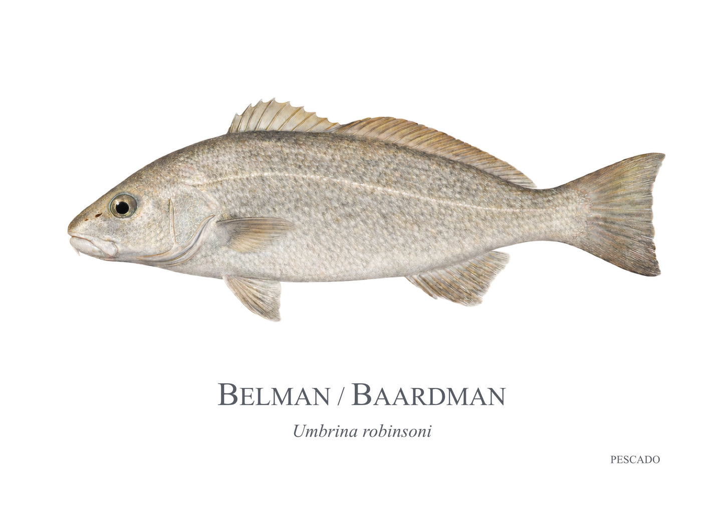 Belman