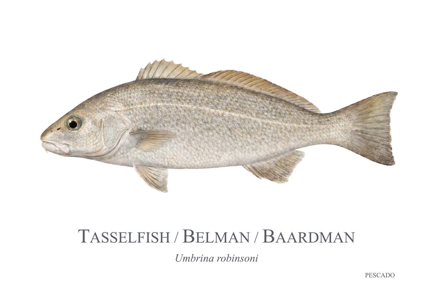 Belman