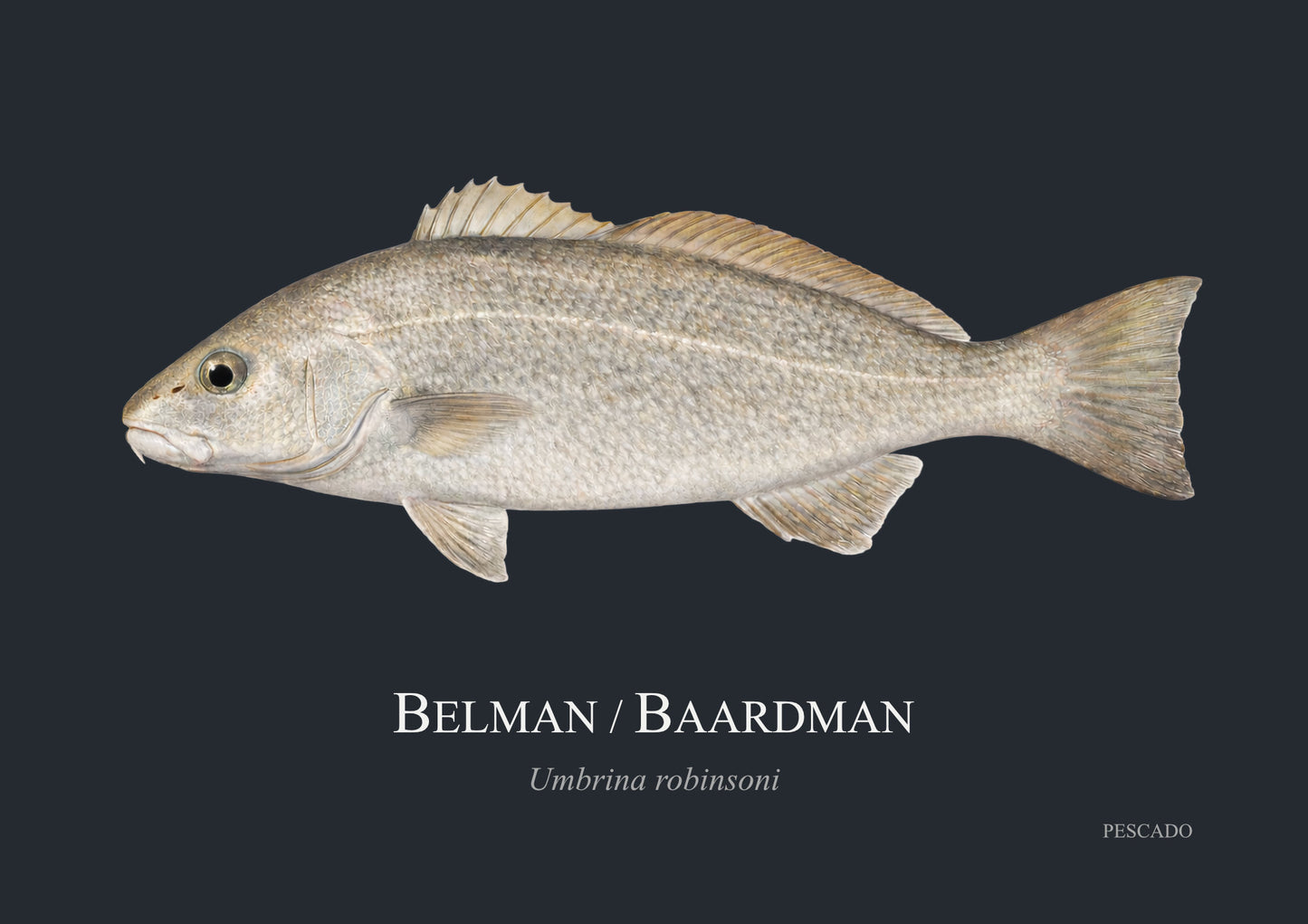 Belman