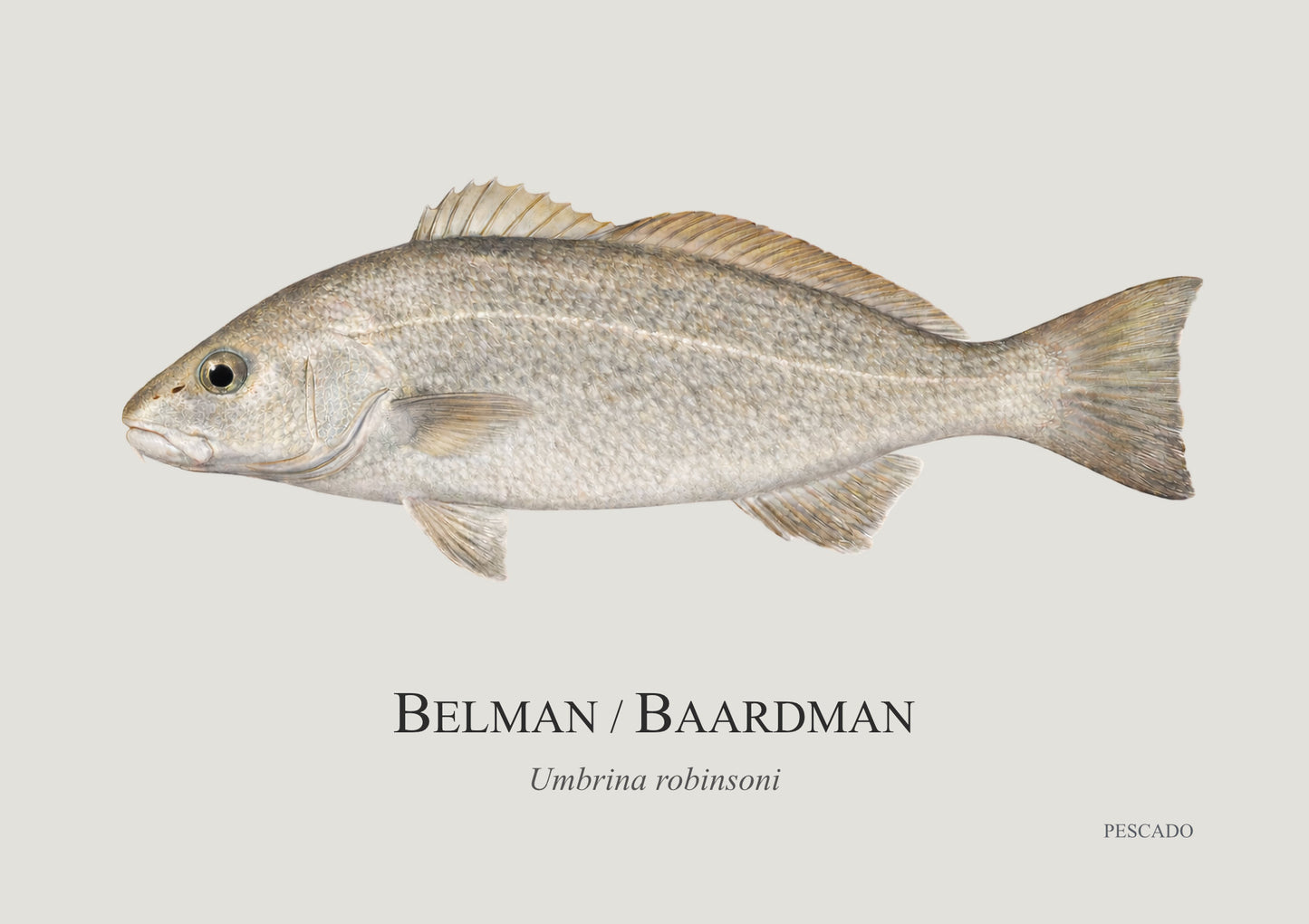 Belman
