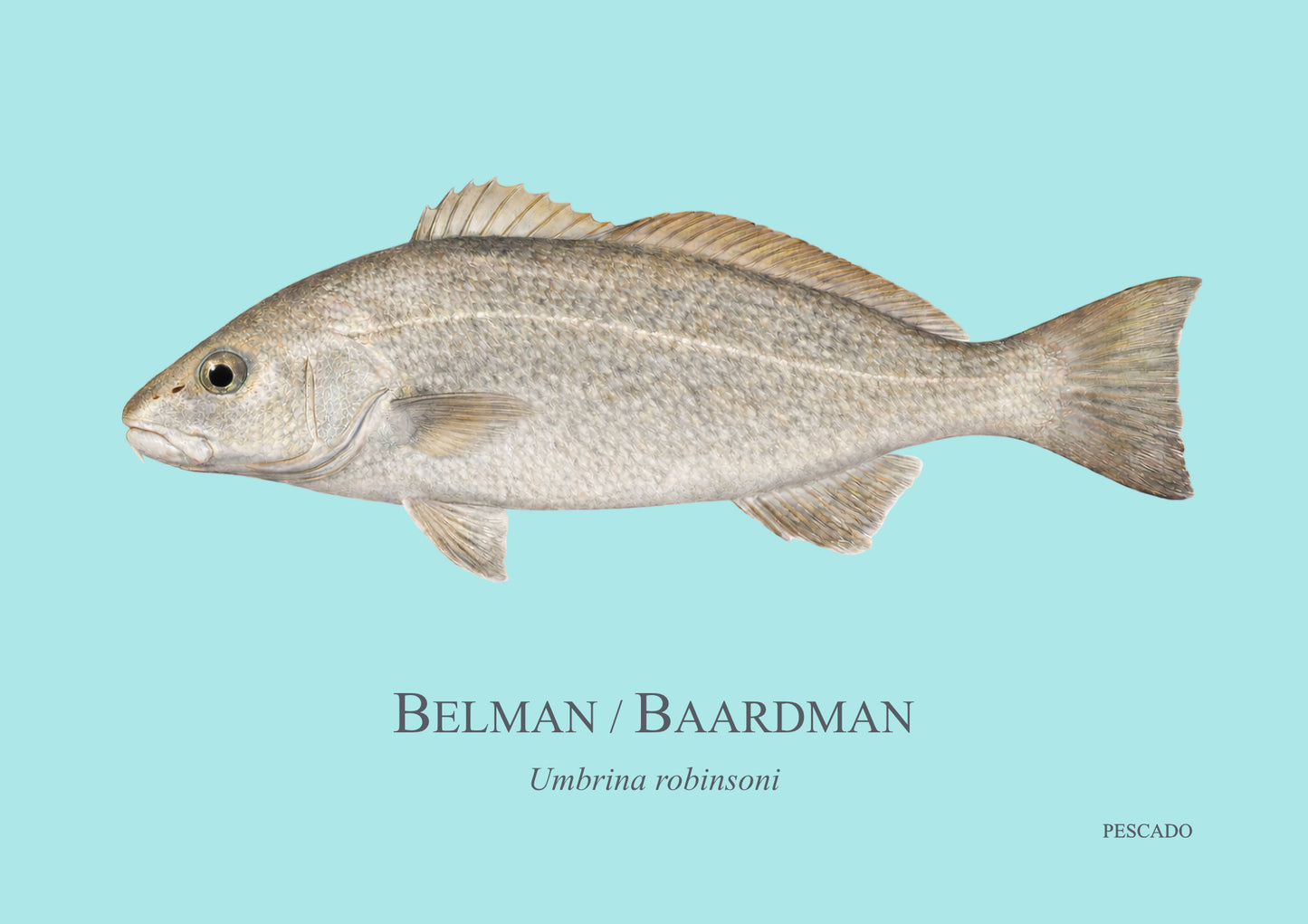 Belman
