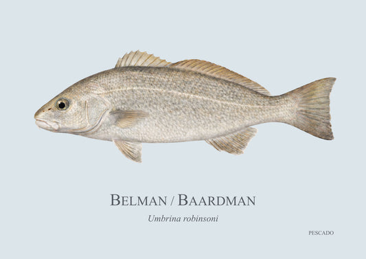 Belman