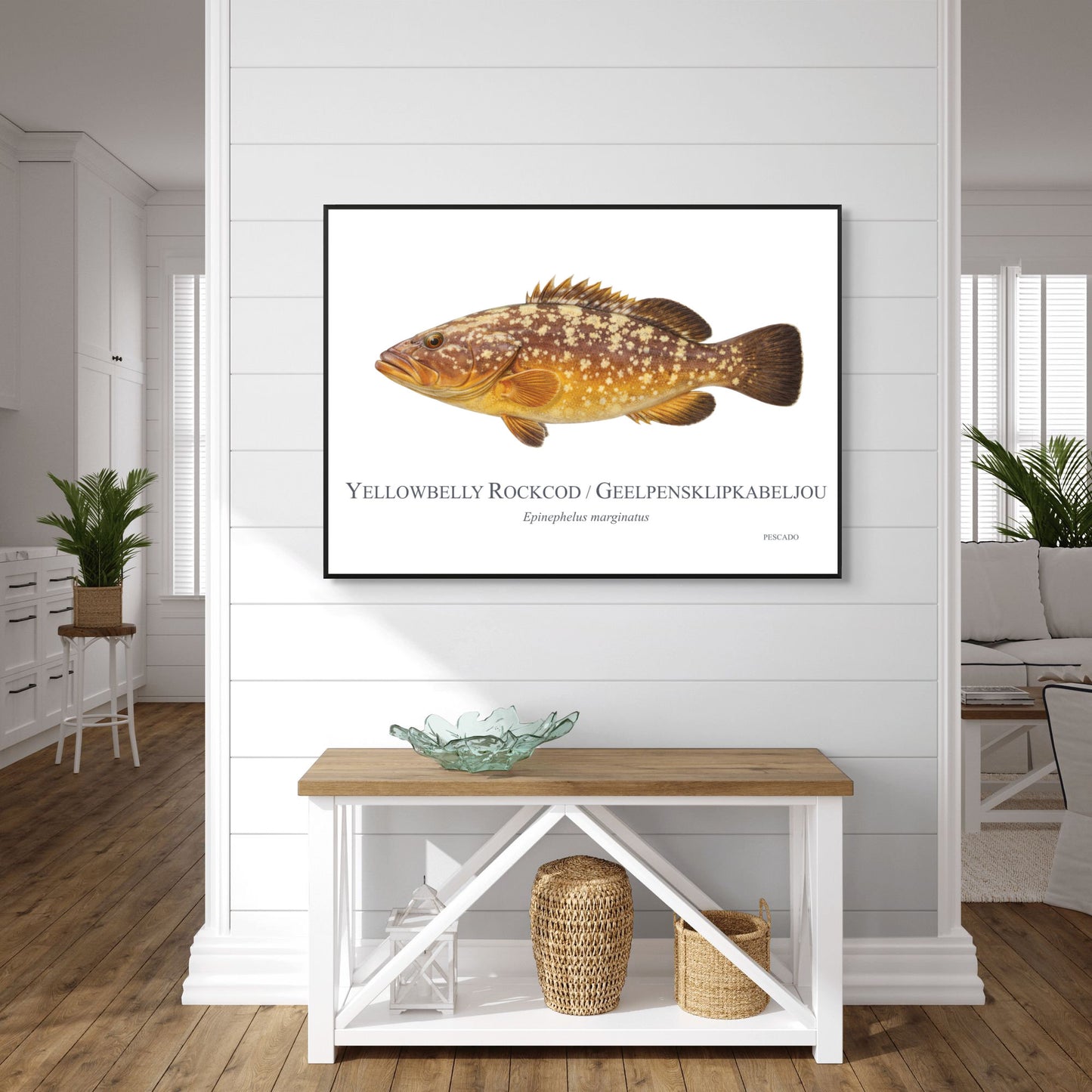 Yellowbelly Rockcod