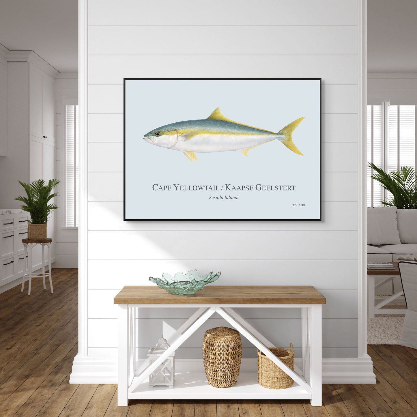 Cape Yellowtail