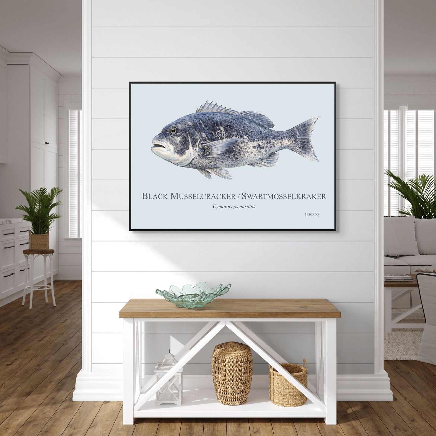 Black Musselcracker