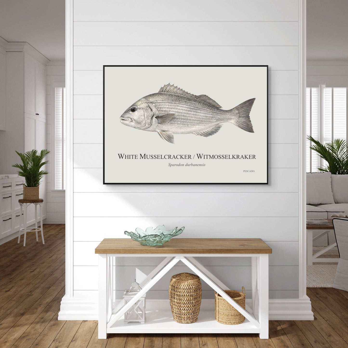 White Musselcracker