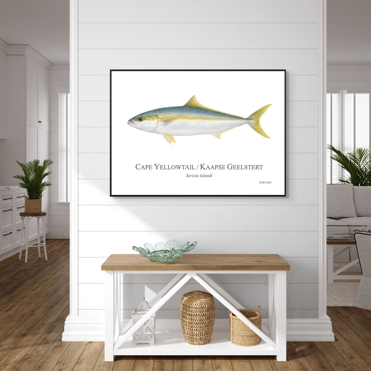 Cape Yellowtail