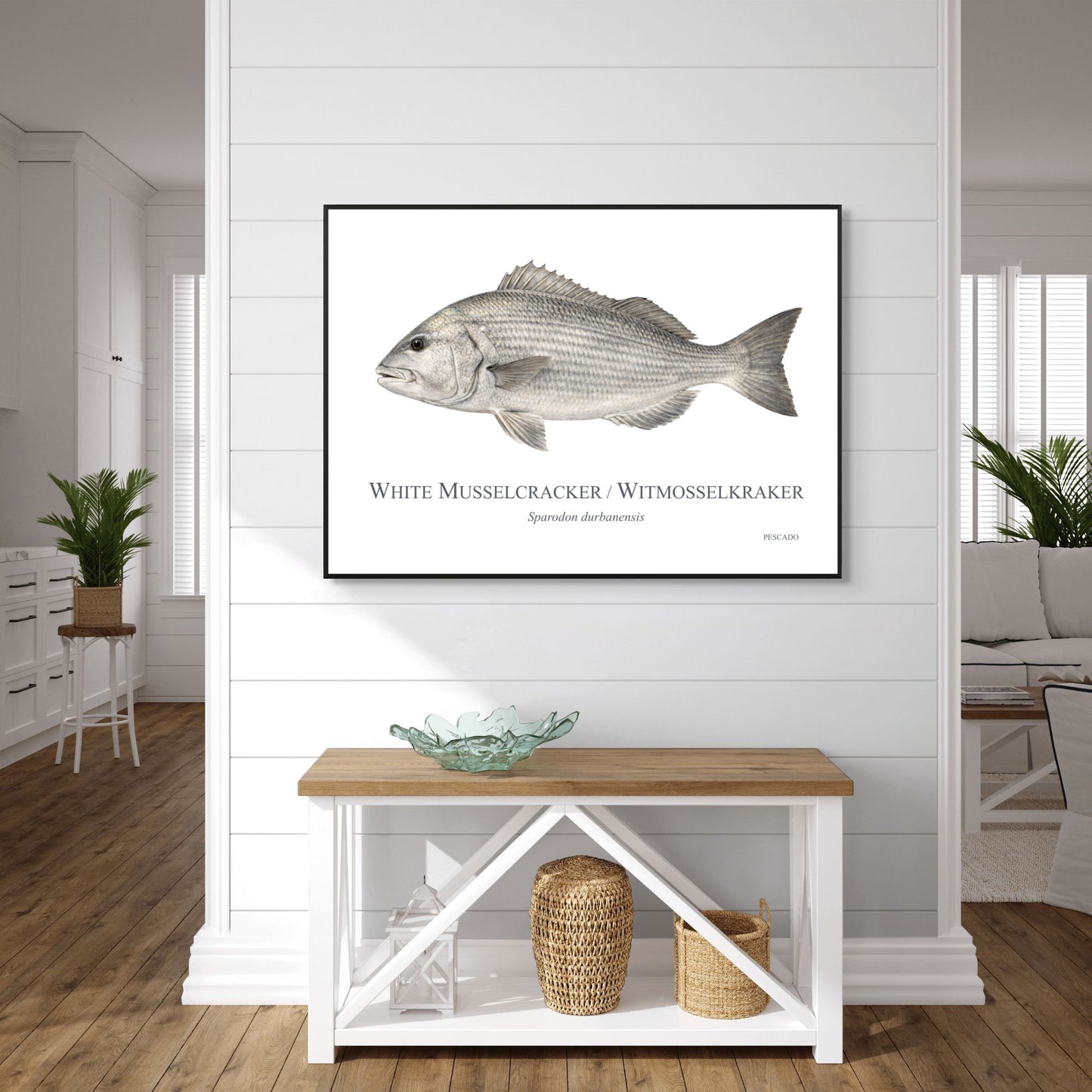 White Musselcracker
