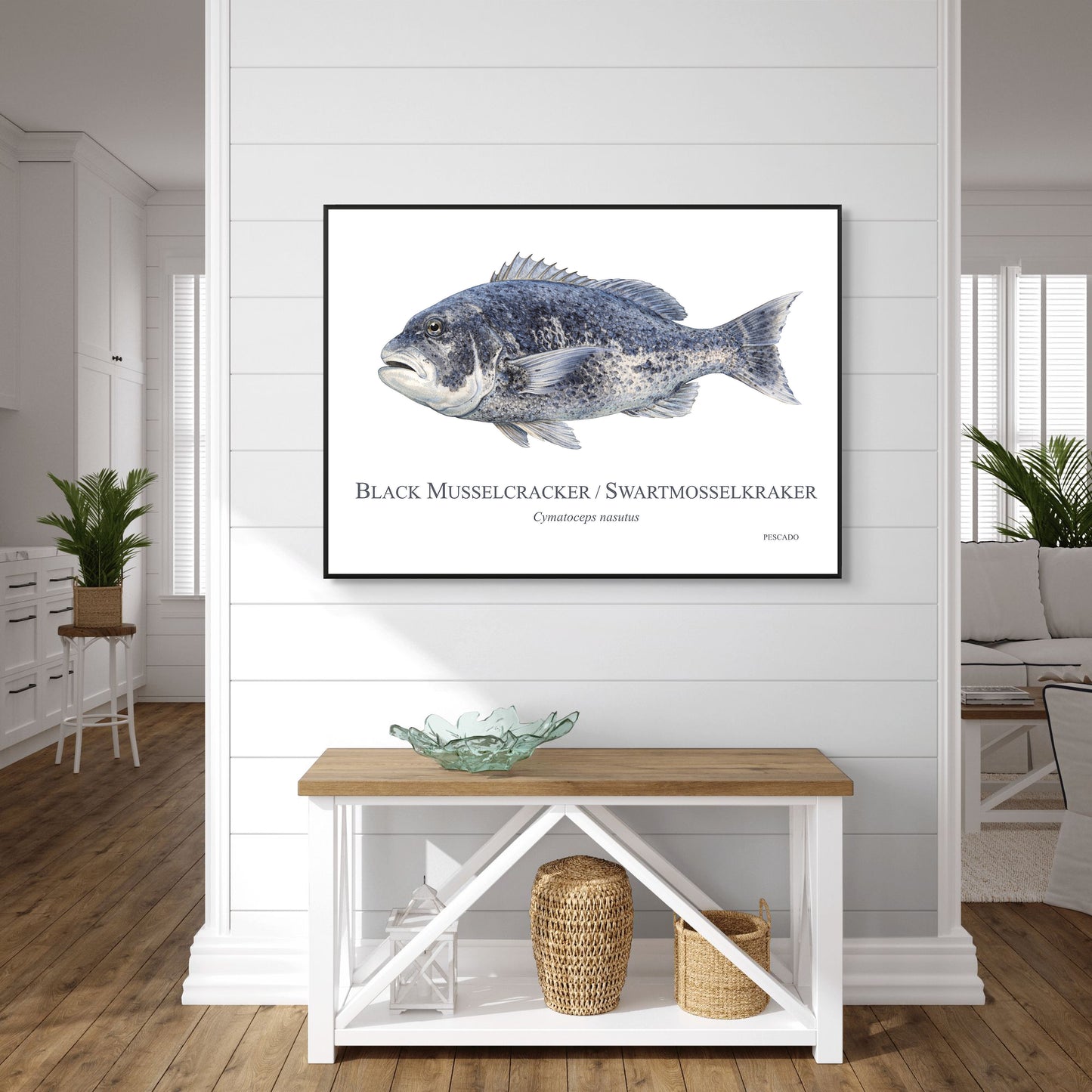 Black Musselcracker
