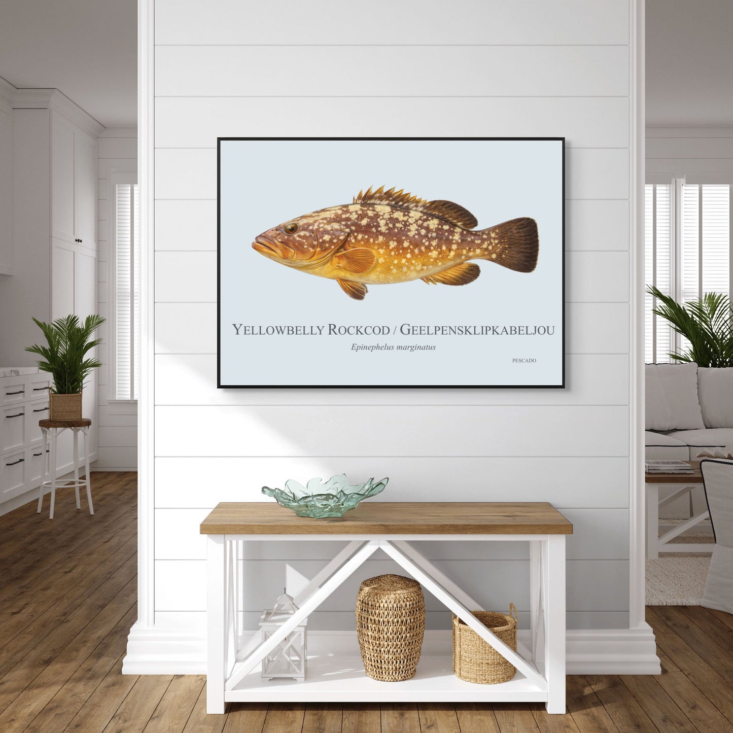 Yellowbelly Rockcod