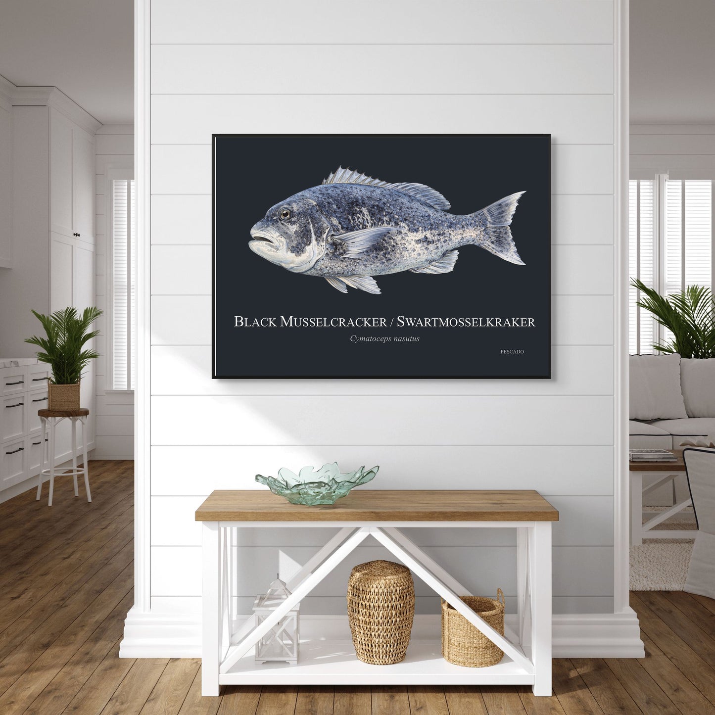 Black Musselcracker