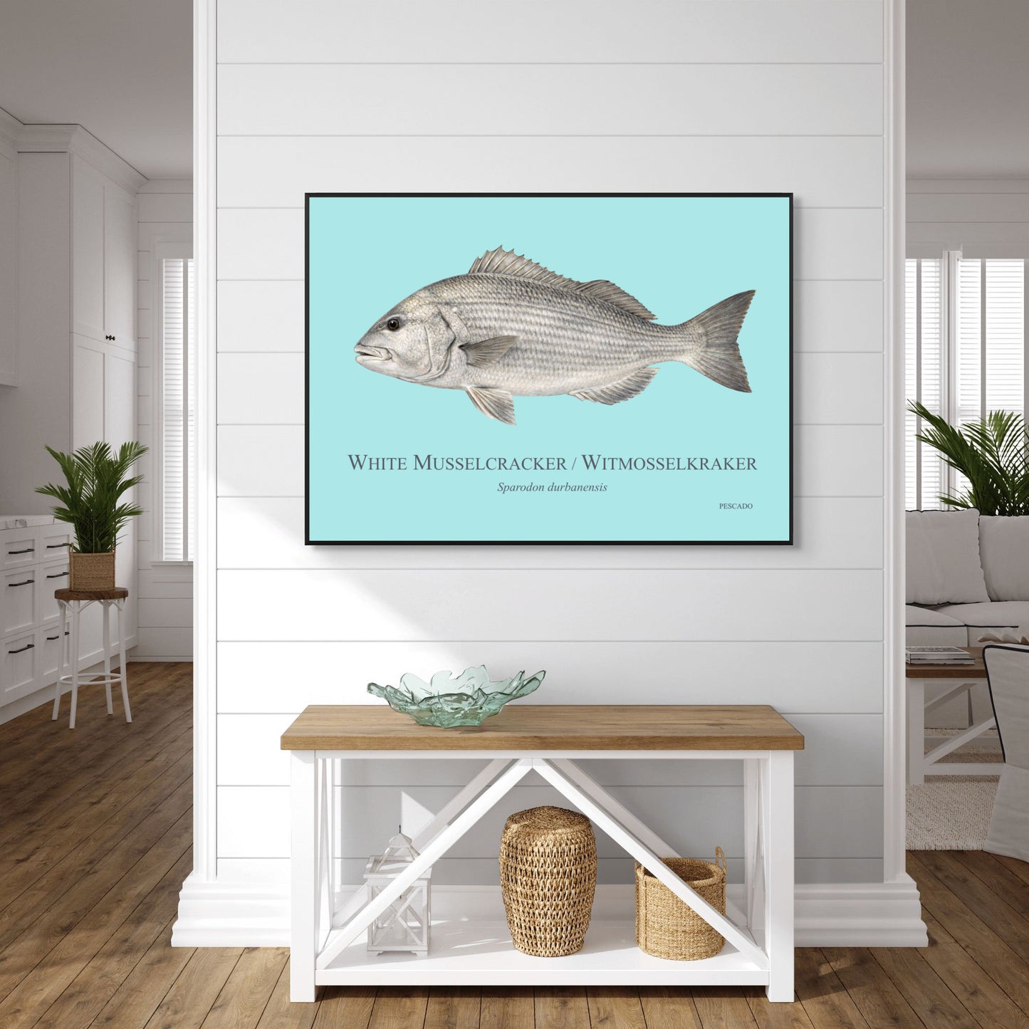 White Musselcracker