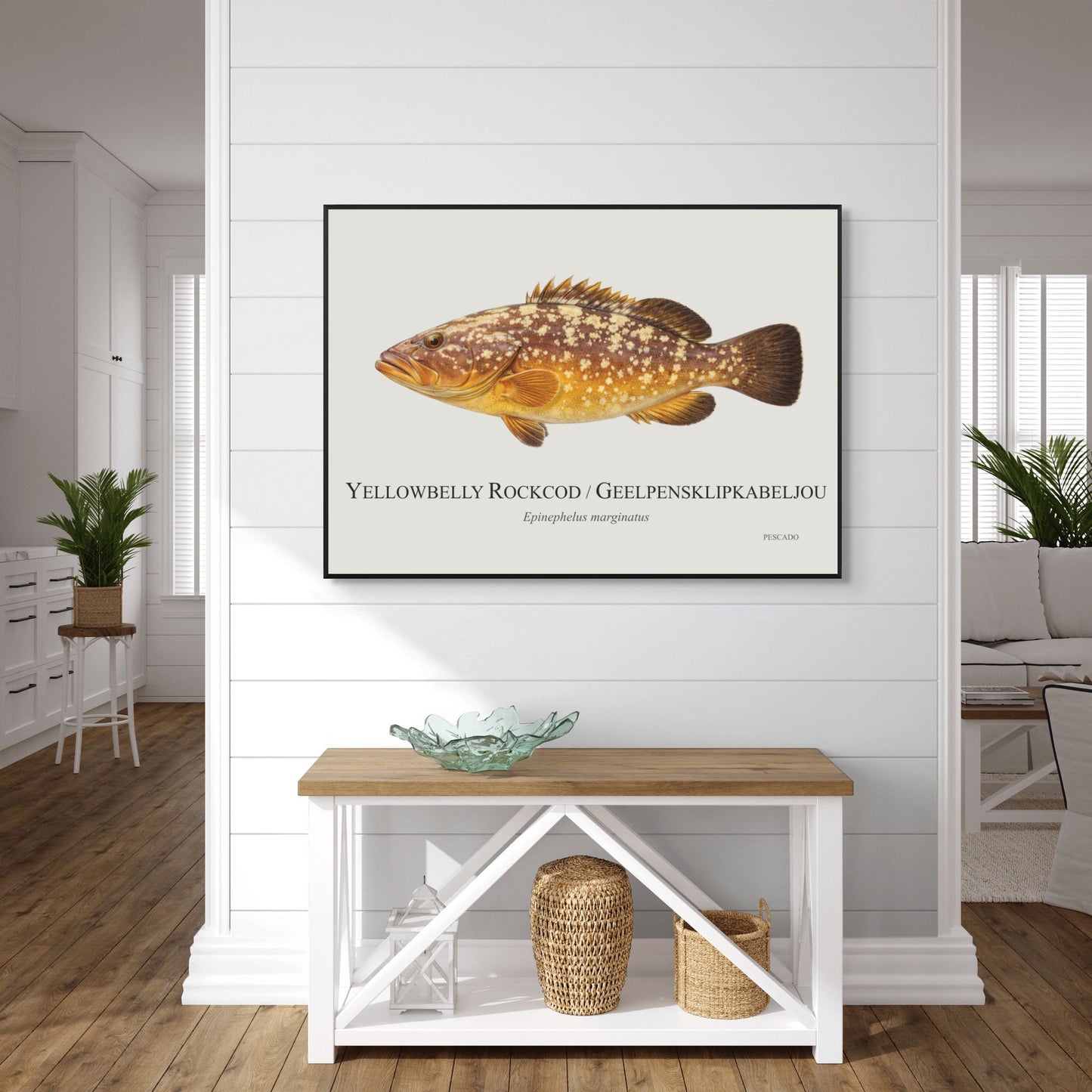 Yellowbelly Rockcod
