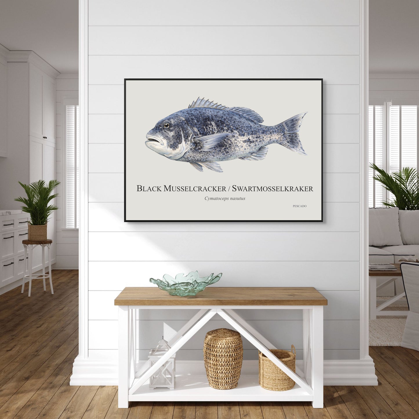 Black Musselcracker