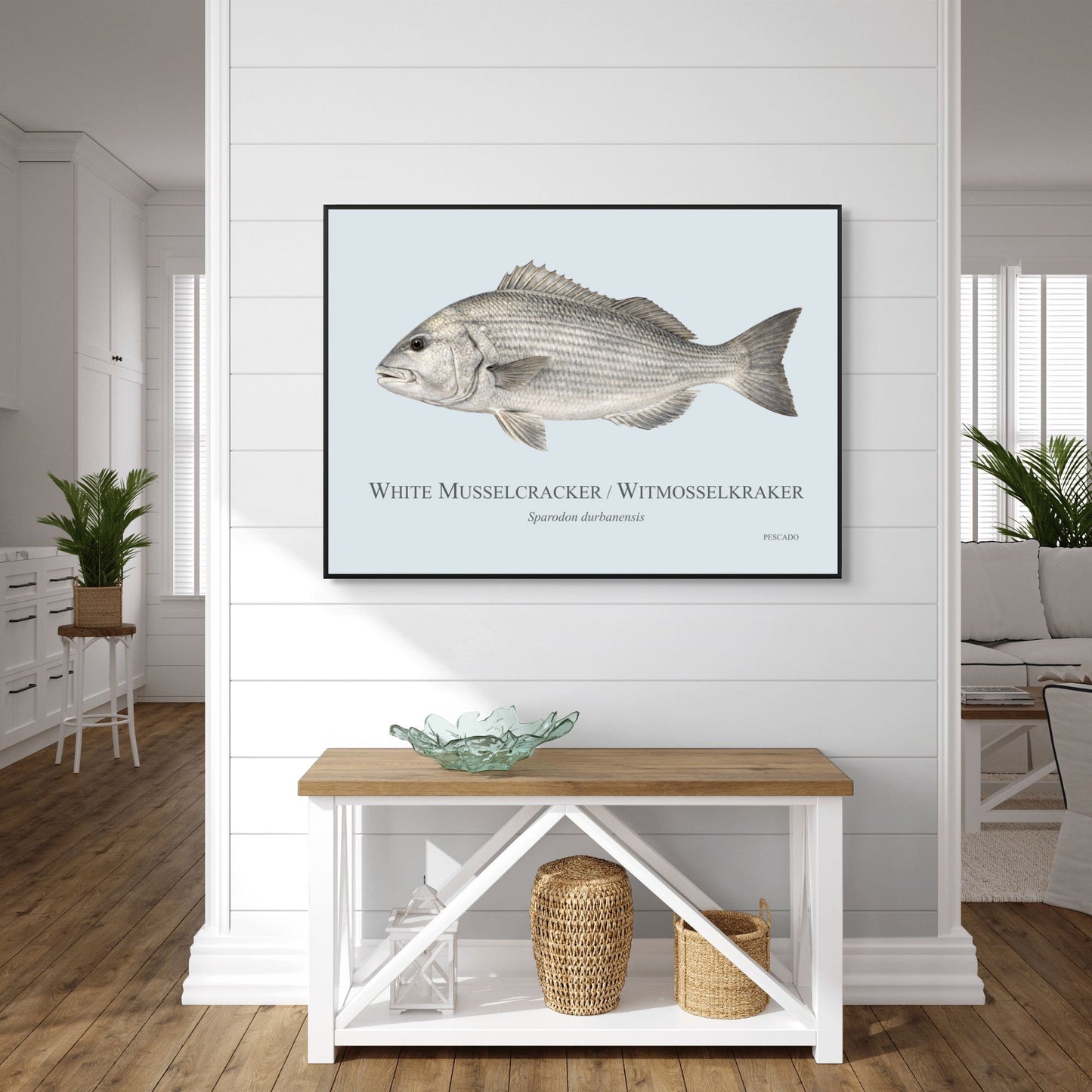 White Musselcracker