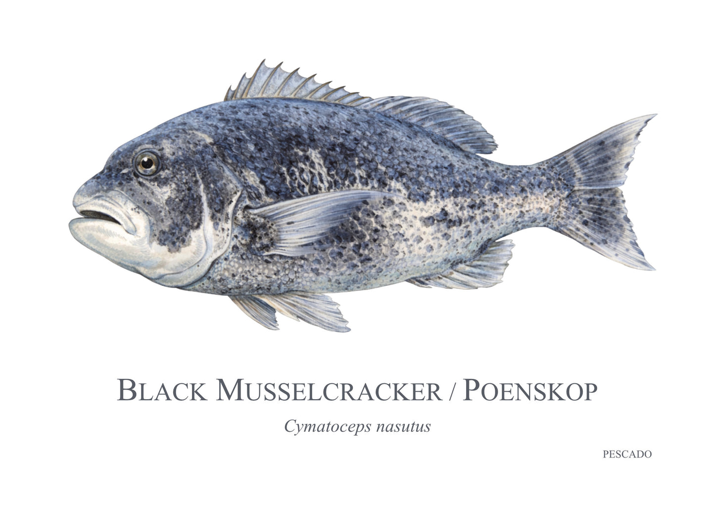 Black Musselcracker