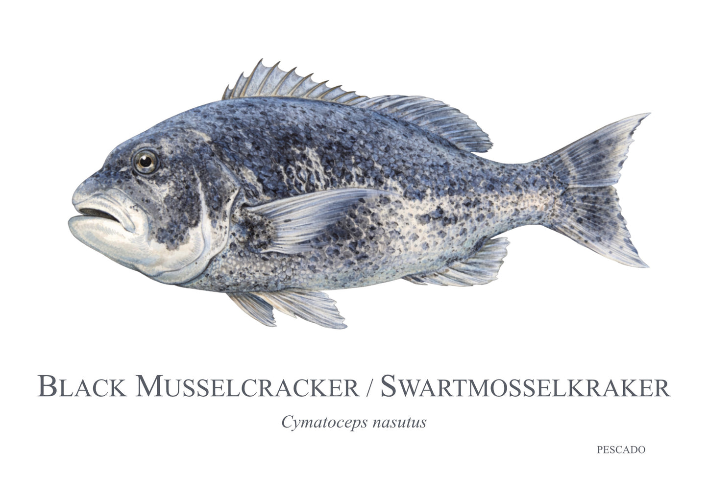 Black Musselcracker