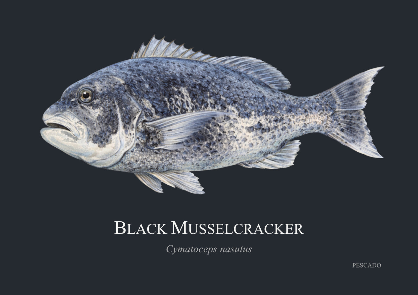 Black Musselcracker
