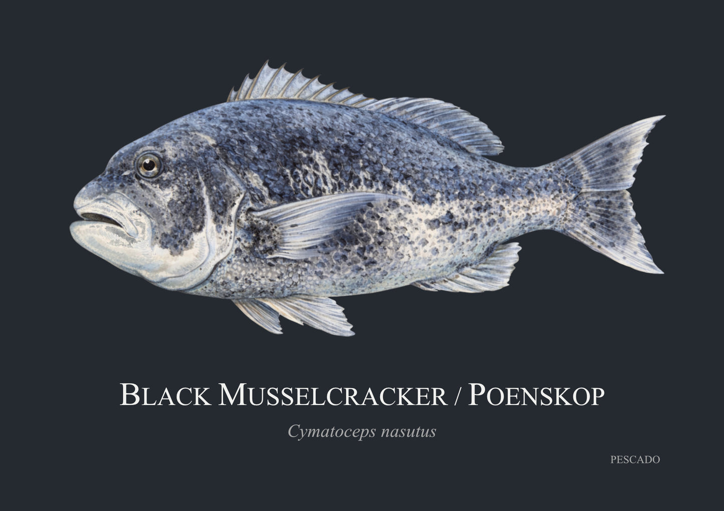 Black Musselcracker