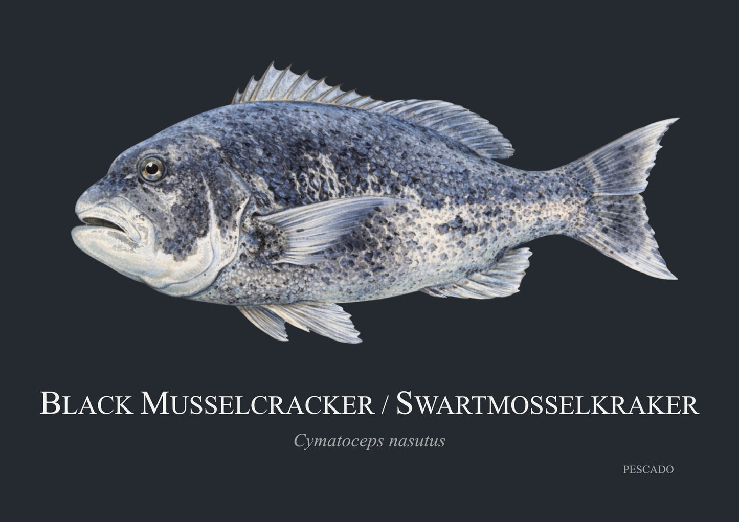 Black Musselcracker