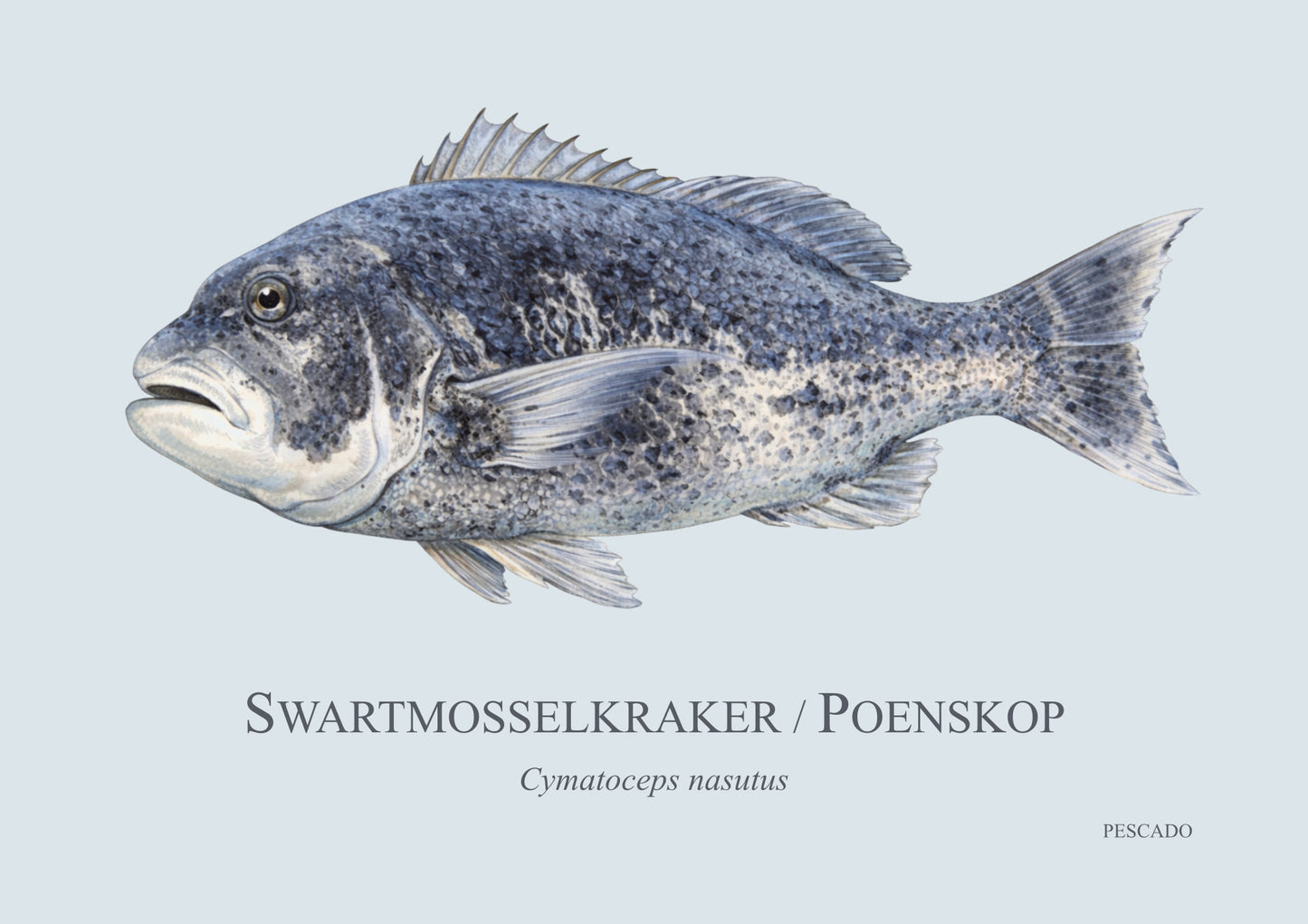 Black Musselcracker