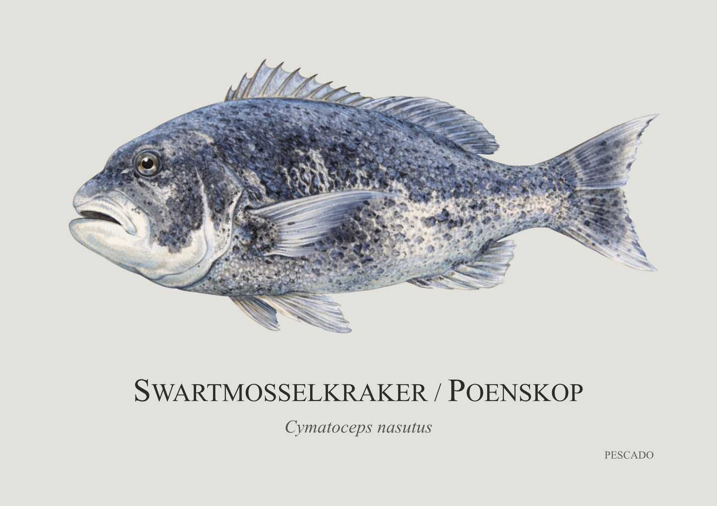 Black Musselcracker