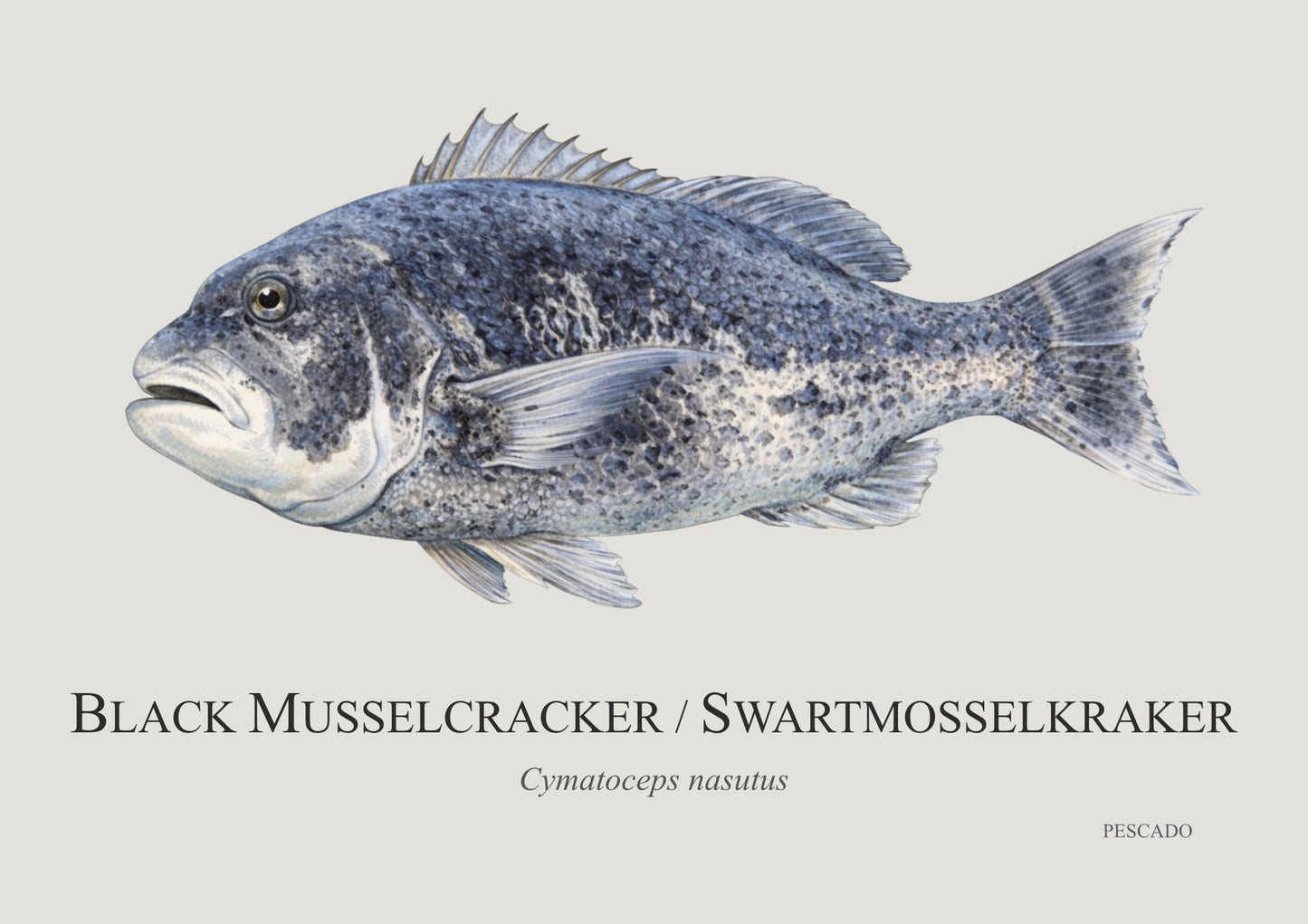 Black Musselcracker