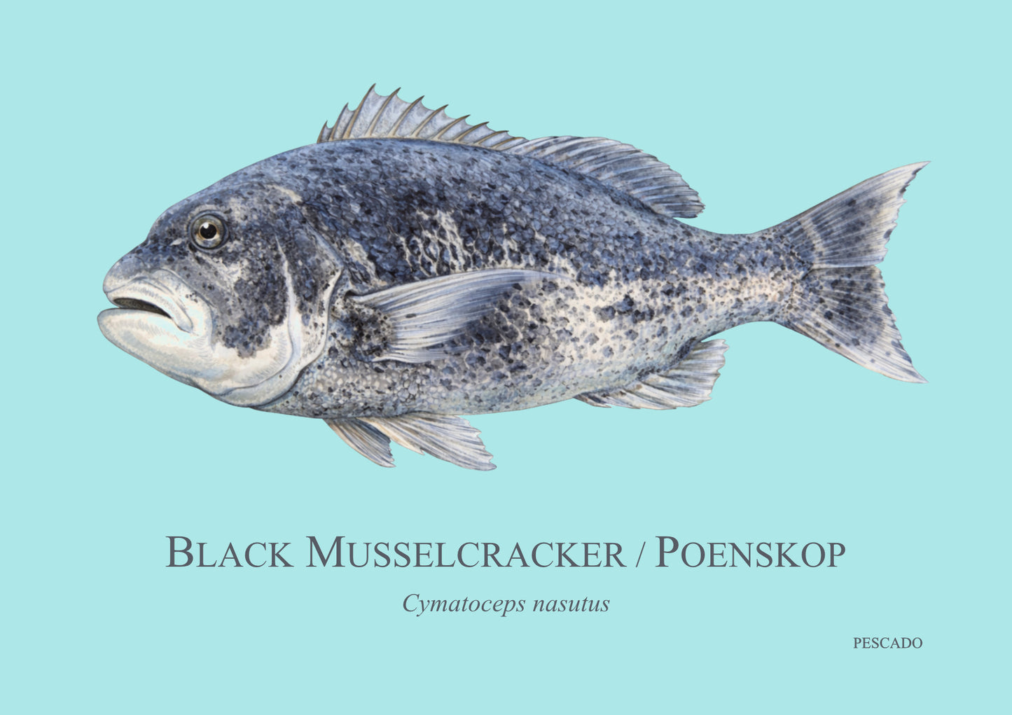 Black Musselcracker